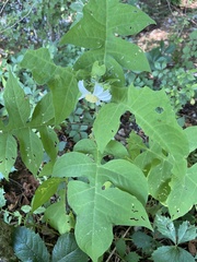 Polymnia canadensis radiata