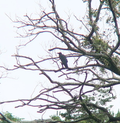 Corvus macrorhynchos