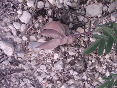 Astragalus lotiflorus