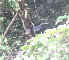 Corvus macrorhynchos
