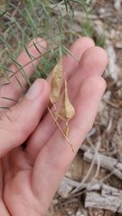 Astragalus ripleyi