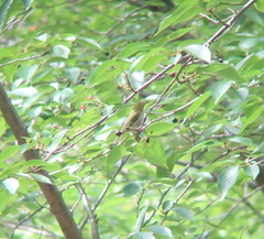 Zosterops japonicus
