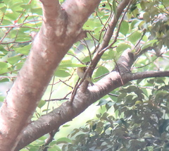 Zosterops japonicus