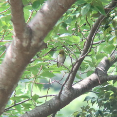 Zosterops japonicus