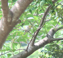 Zosterops japonicus