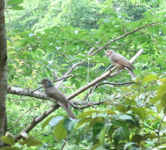 Hypsipetes amaurotis