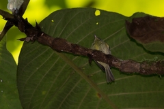 Pogonotriccus paulista