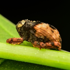 Cryptorhynchus fuscatus