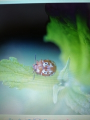 Calligrapha labyrinthica