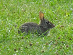 Sylvilagus floridanus