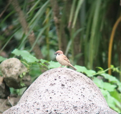 Passer montanus