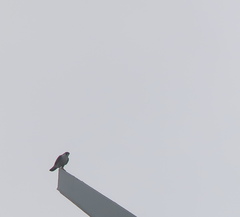 Falco peregrinus