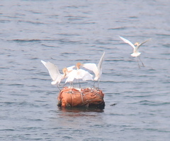 Bubulcus ibis