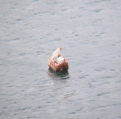 Bubulcus ibis