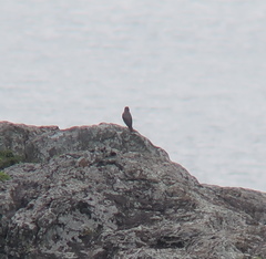 Monticola solitarius
