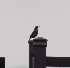 Monticola solitarius