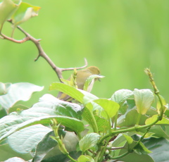 Zosterops japonicus