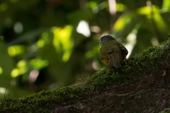 Mionectes rufiventris