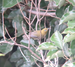 Zosterops japonicus