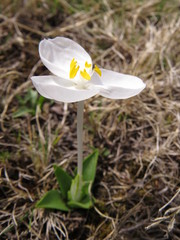 Weldenia candida
