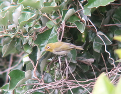 Zosterops japonicus
