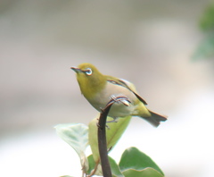 Zosterops japonicus