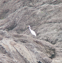 Ardea intermedia