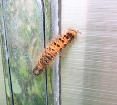 Lepidoptera