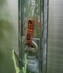 Lepidoptera