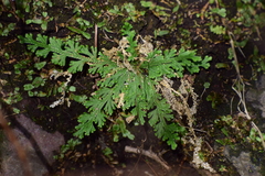 Selaginella pallescens
