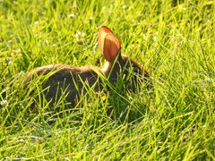 Sylvilagus floridanus
