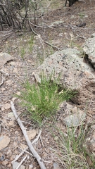 Cymopterus spellenbergii