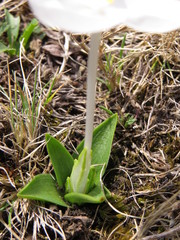 Weldenia candida