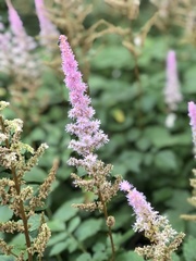 Astilbe rubra