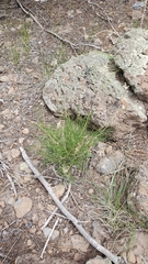 Cymopterus spellenbergii