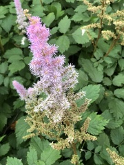 Astilbe rubra