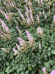 Astilbe rubra
