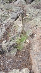 Cymopterus spellenbergii