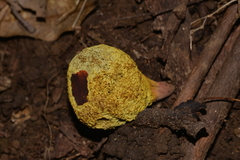 Gymnogaster boletoides