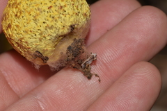 Gymnogaster boletoides