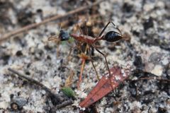 Myrmecia fuscipes