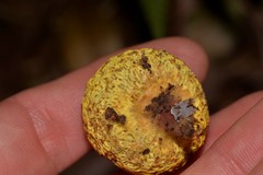 Gymnogaster boletoides