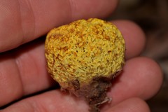 Gymnogaster boletoides