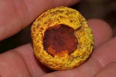 Gymnogaster boletoides