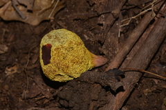Gymnogaster boletoides