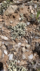 Xanthoparmelia chlorochroa