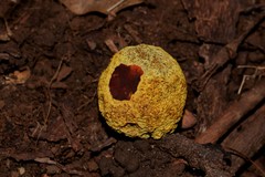 Gymnogaster boletoides