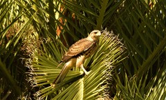 Parabuteo unicinctus