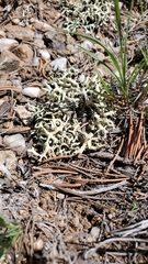 Xanthoparmelia chlorochroa