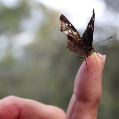 Doxocopa